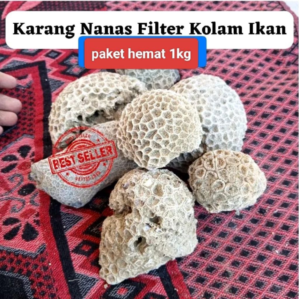 karang nanas1kg