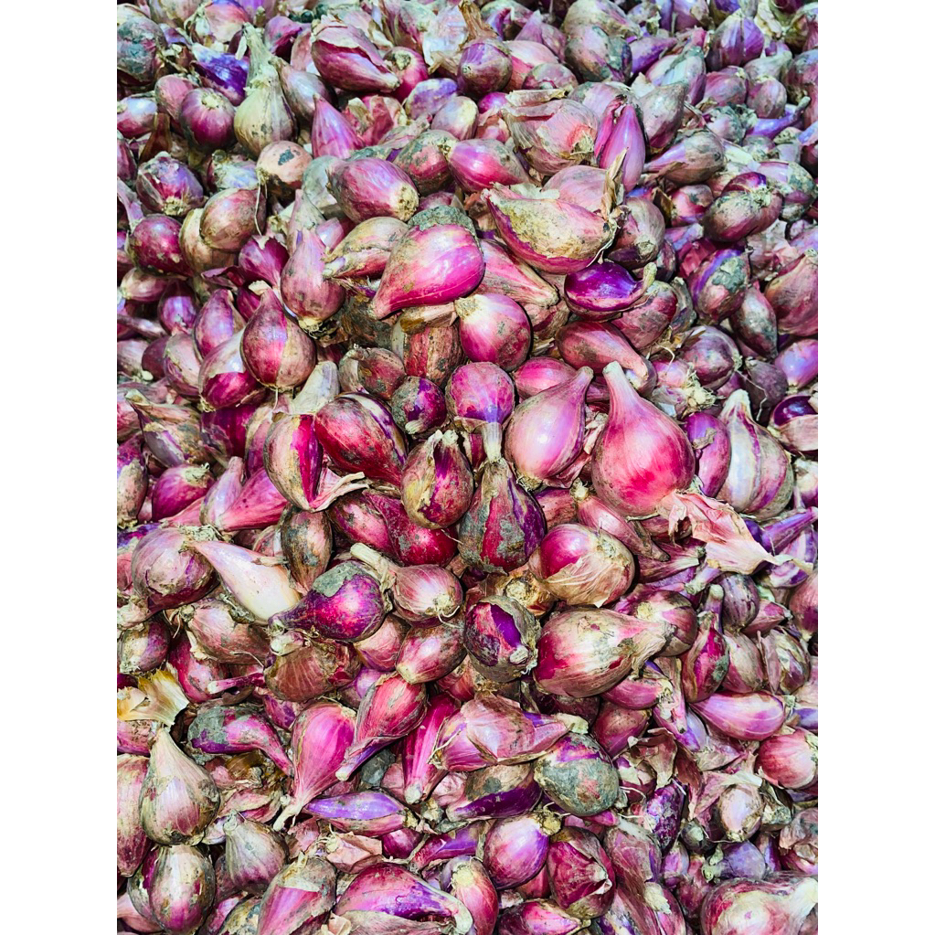 

BAWANG MERAH/BAWANG MERAH BREBES