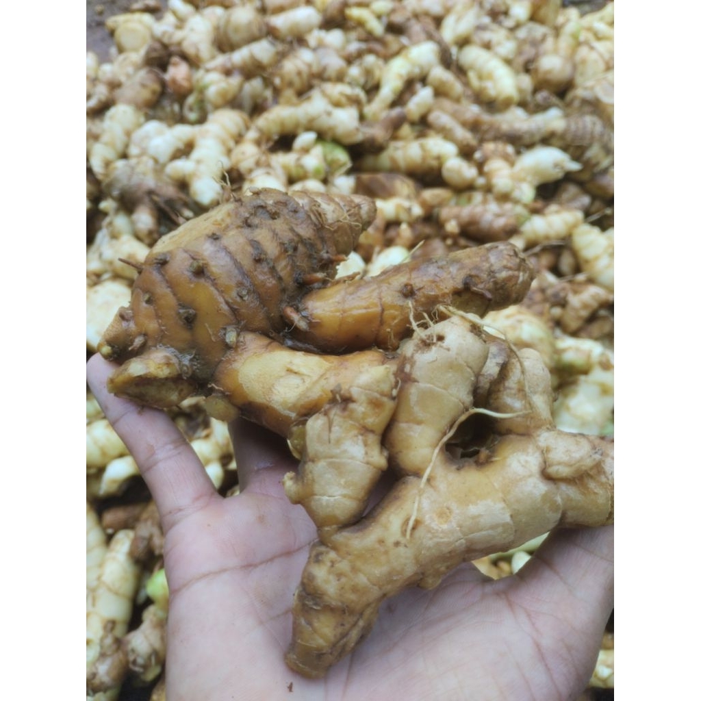 

Temu putih segar 1kg