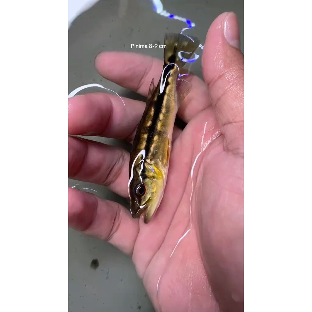 Peacock Bass Pinima | Pilihan Terbaik untuk akuarium