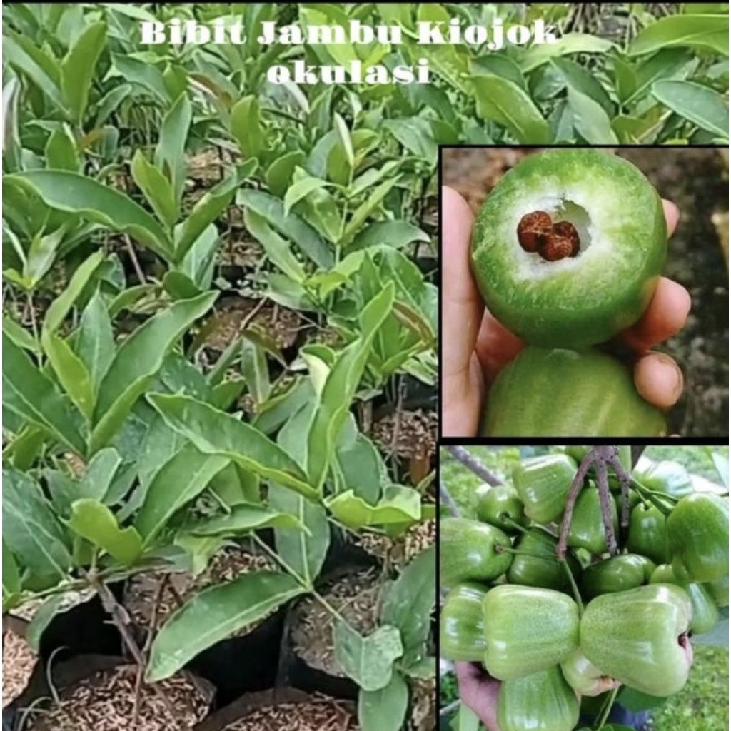 Bibit jambu air kiojok