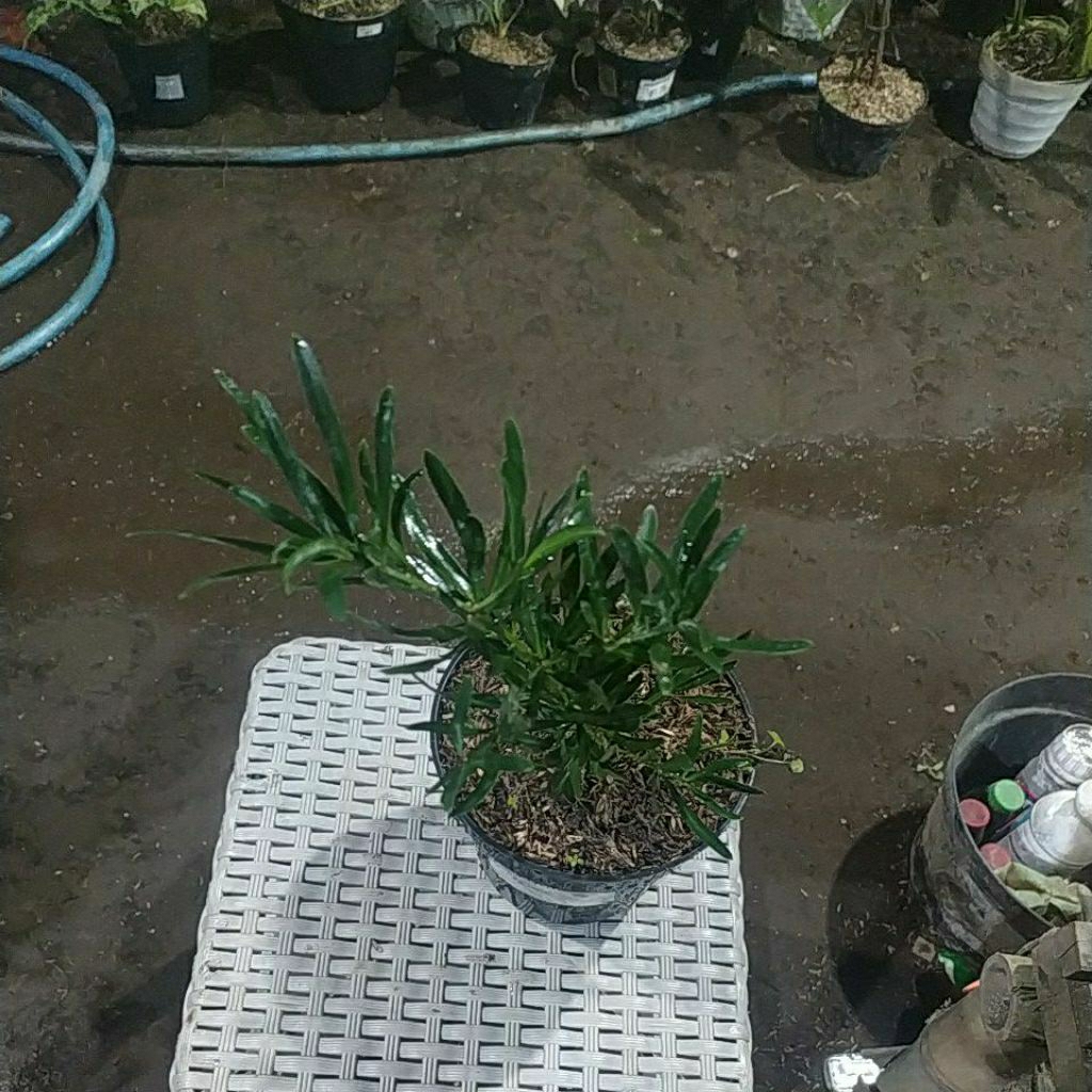 Lohansun blue ice bahan bonsai