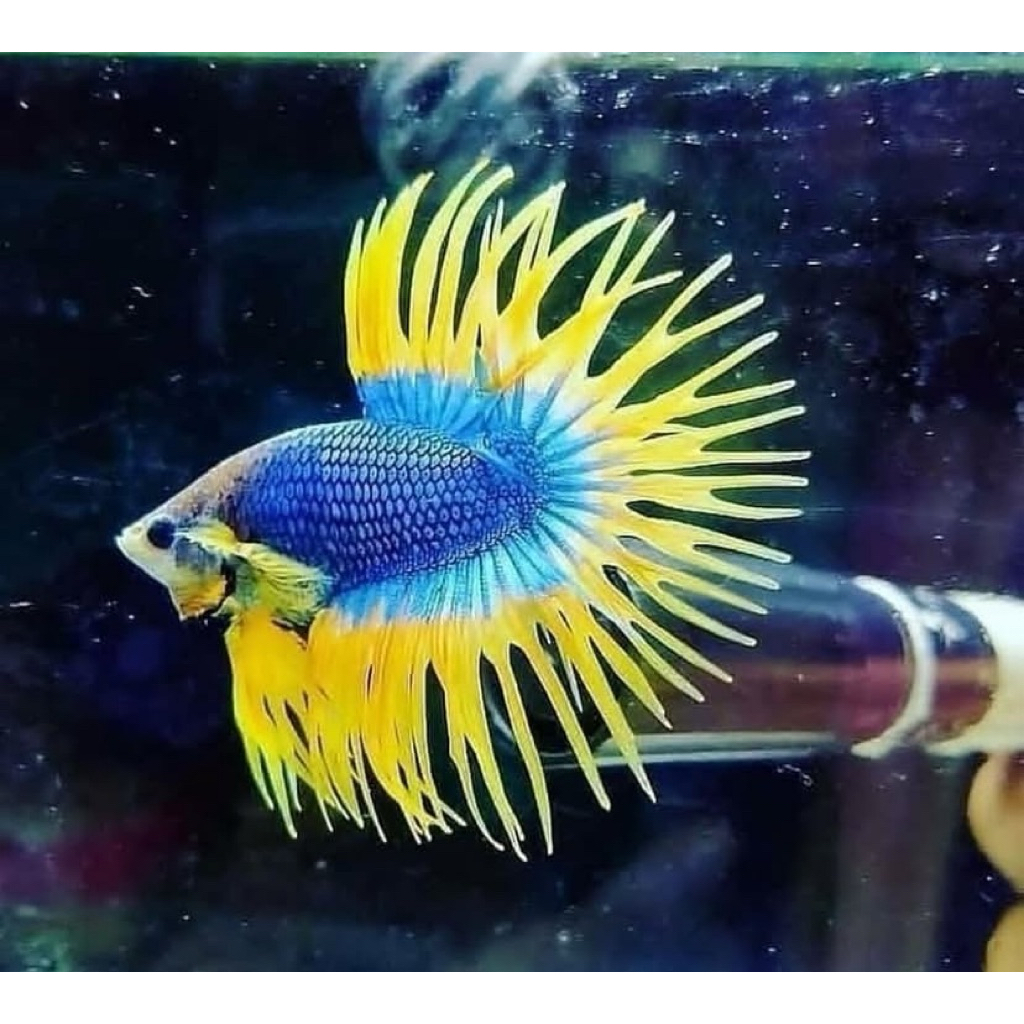 cupang serit crowntail maskot warna bagus dan istimewa
