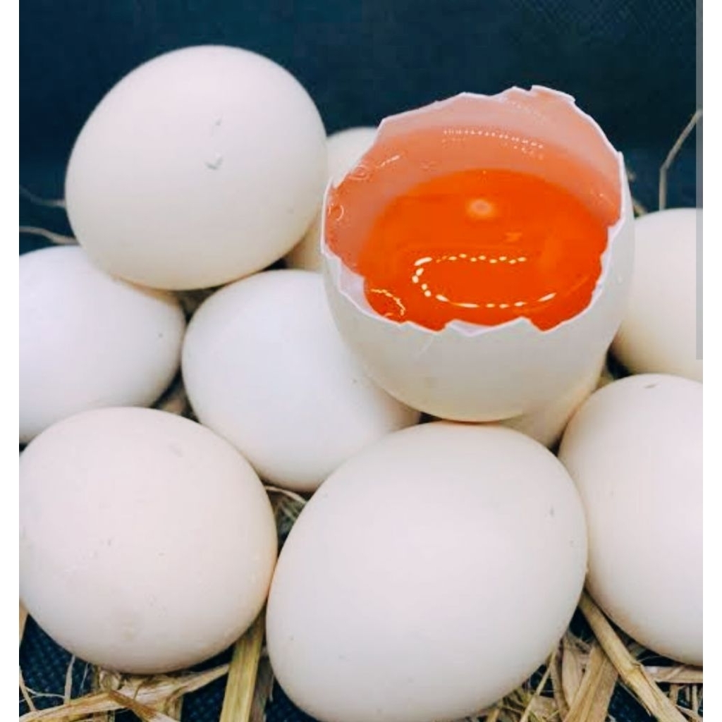 

Telur ayam kampung omega 3