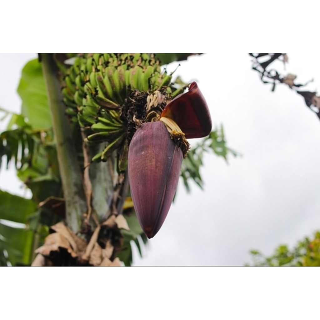 

jantung pisang bisa rikuwes jantung pisang apa