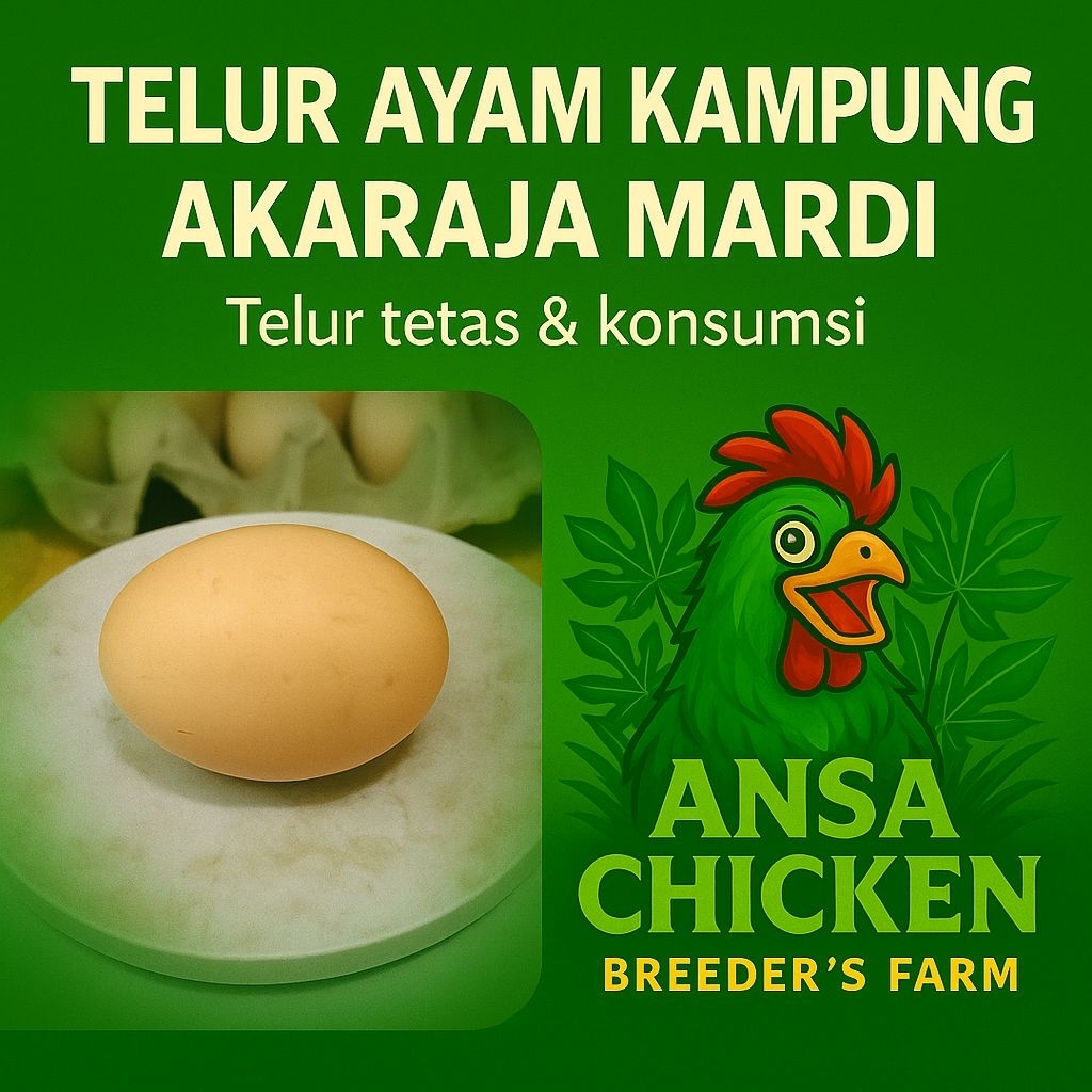 

Telur Ayam Kampung Akaraja/Mardi - Tetas/Konsumsi
