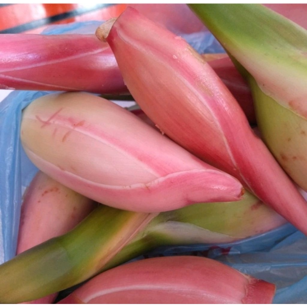 

bunga kecombrang big fresh 1 pcs