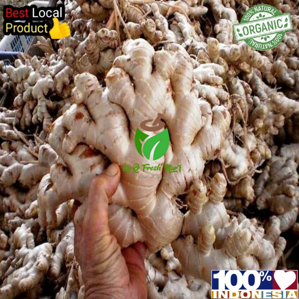 

Jahe gajah asli segar 1kg jahe putih super berkualitas