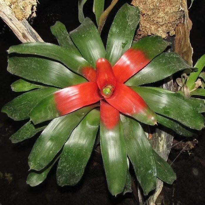 Tanaman Bromelia Neoregalia / Blushing Bromeliad / Neoregelia Carolinae Bromeliad Plant