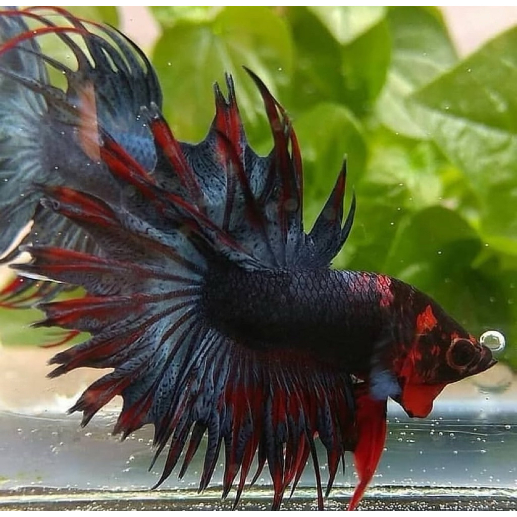 cupang crowntail maskot paling istimewa kualitasnya