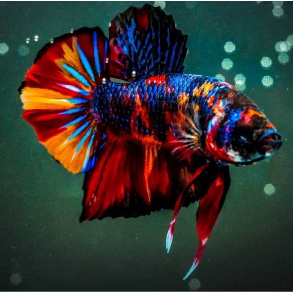 cupang nemo mix multy galaxy warna bagus, jantan gesit dan lincah, indukan bagus