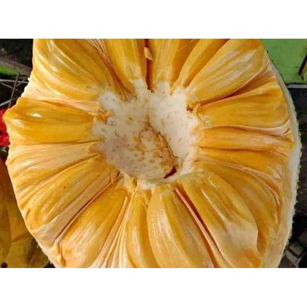 

nangka matang