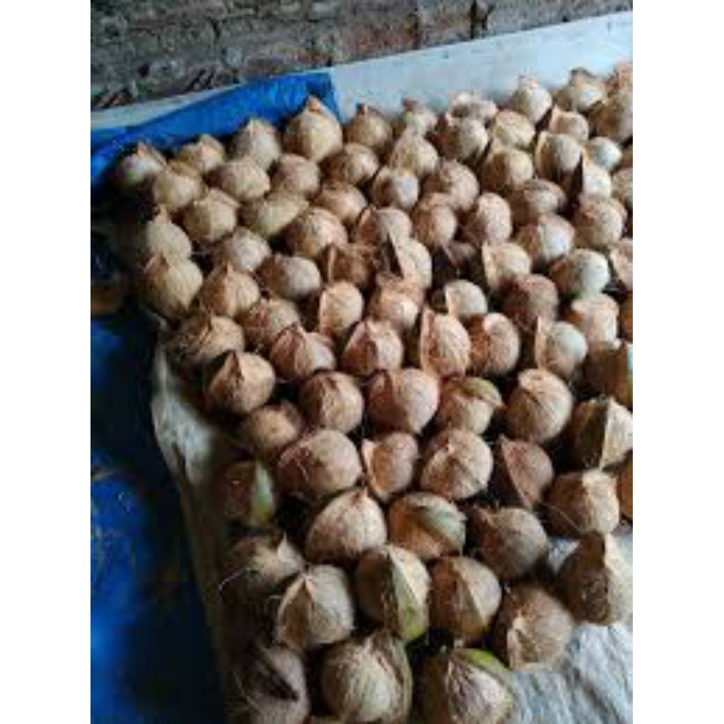 

Kelapa Tua Santan kualitas baik