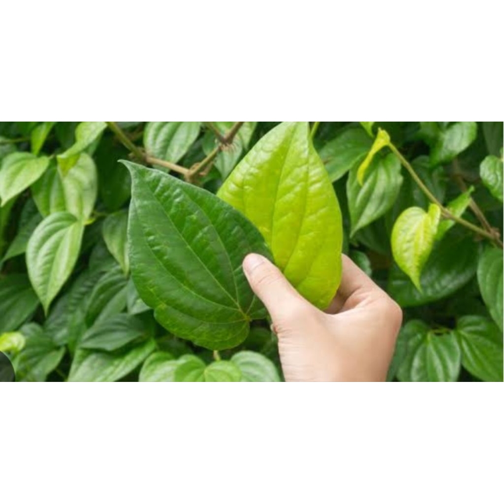 

daun sirih/suruh segar di petik sa'at ada orderan