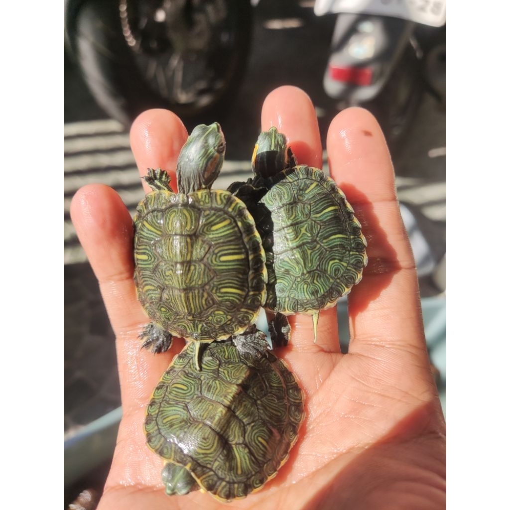 Kura Res Brazil Hybrid (Pastel x YB)