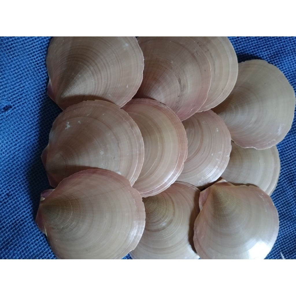 cangkang kerang /kerang simping /kerang kipas merah1KG