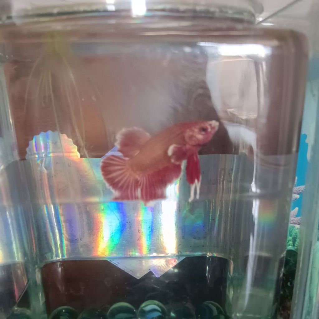 Ikan Cupang Plakat Golden Red