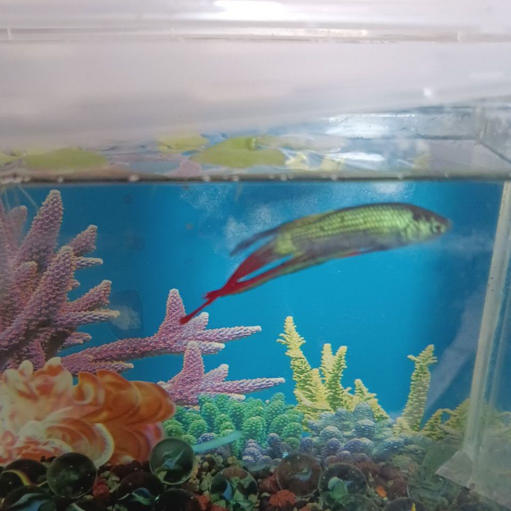 Ikan Cupang Imbelis Green Long fin