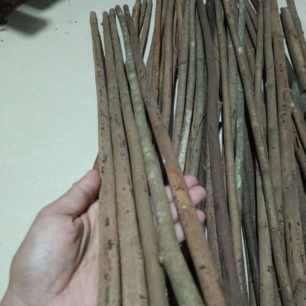 Tangkringan kayu asem bali muda/alusan