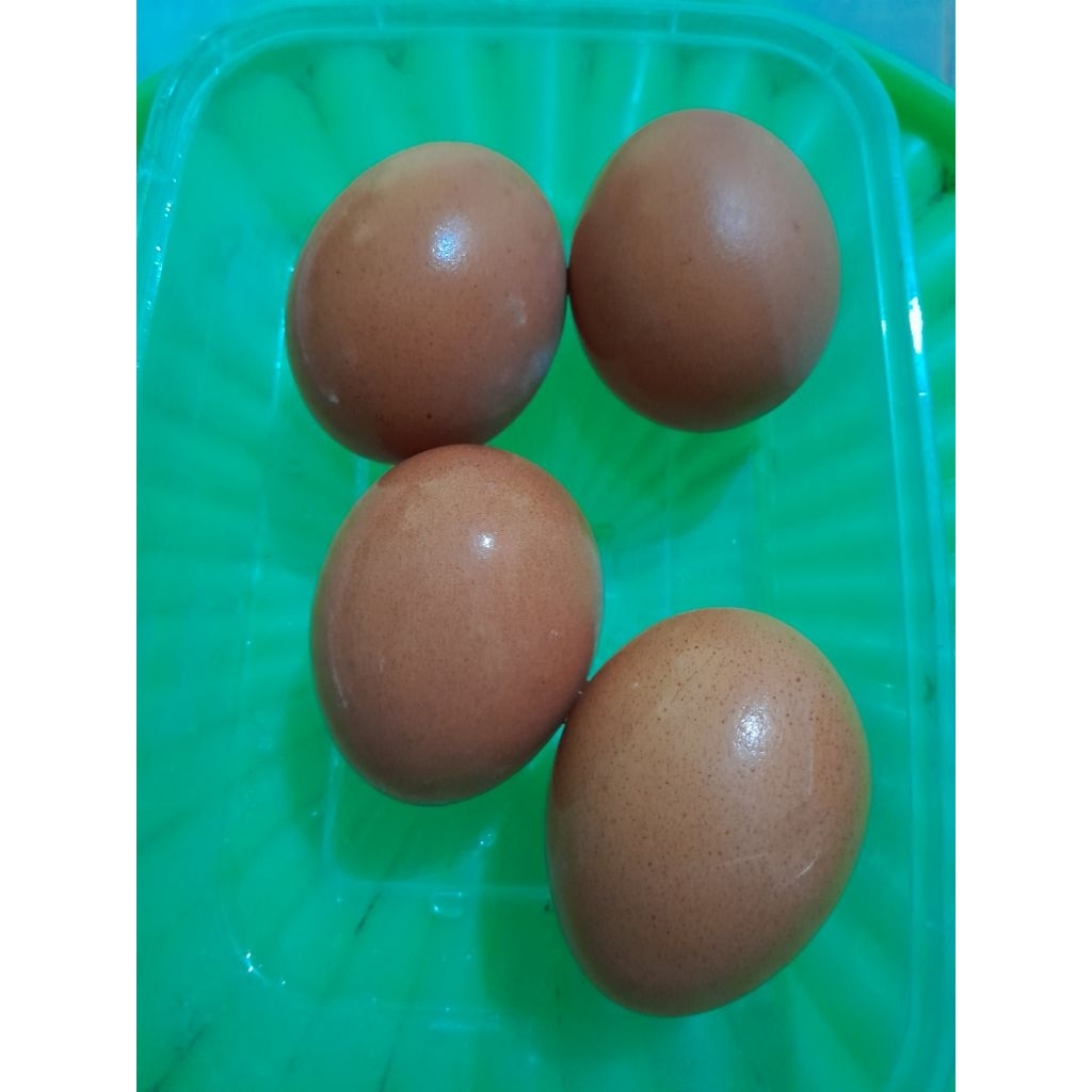 

telur
