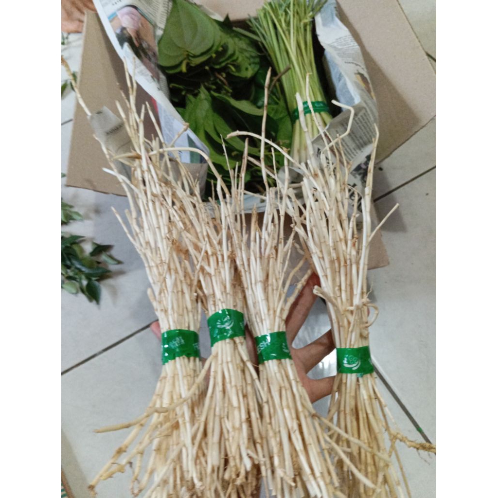 

Akar alang alang herbal alami 1 ikat