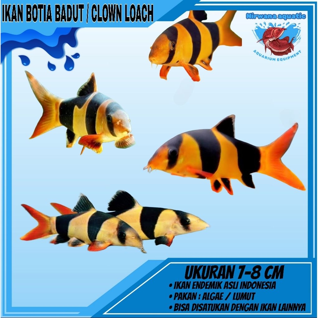 

(INSTAN) BOTIA BADUT - CLOWN LAUCH. UKURAN ±5 & ±10 CM & 20 CM