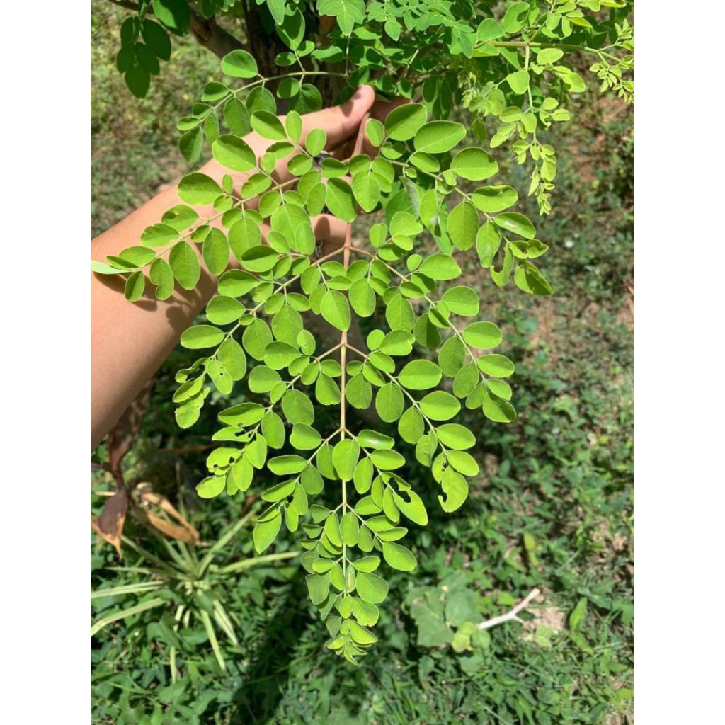 

daun kelor segar 500grm