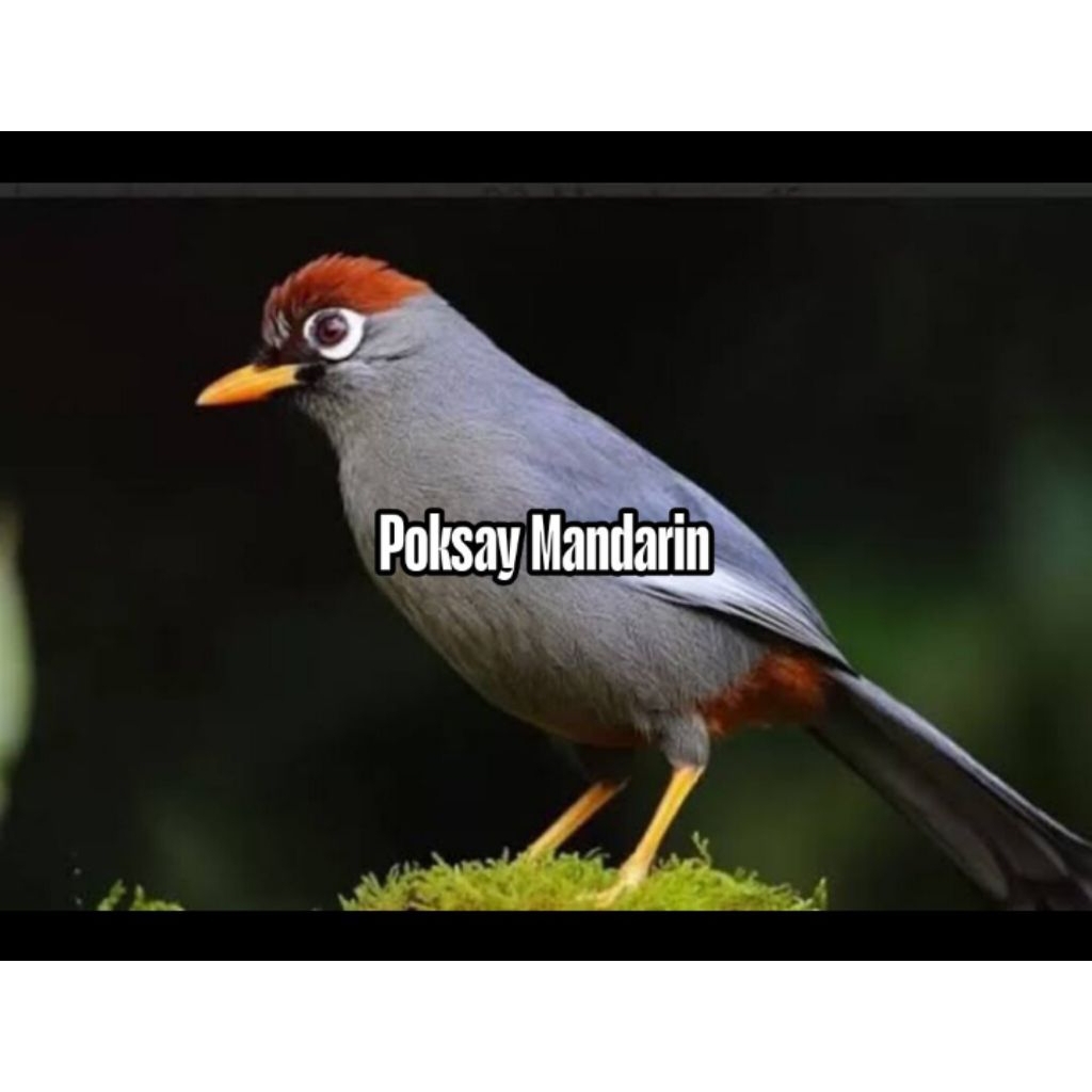 

Telur fertil siap tetas poksay Mandarin 2 butir 100% menetas