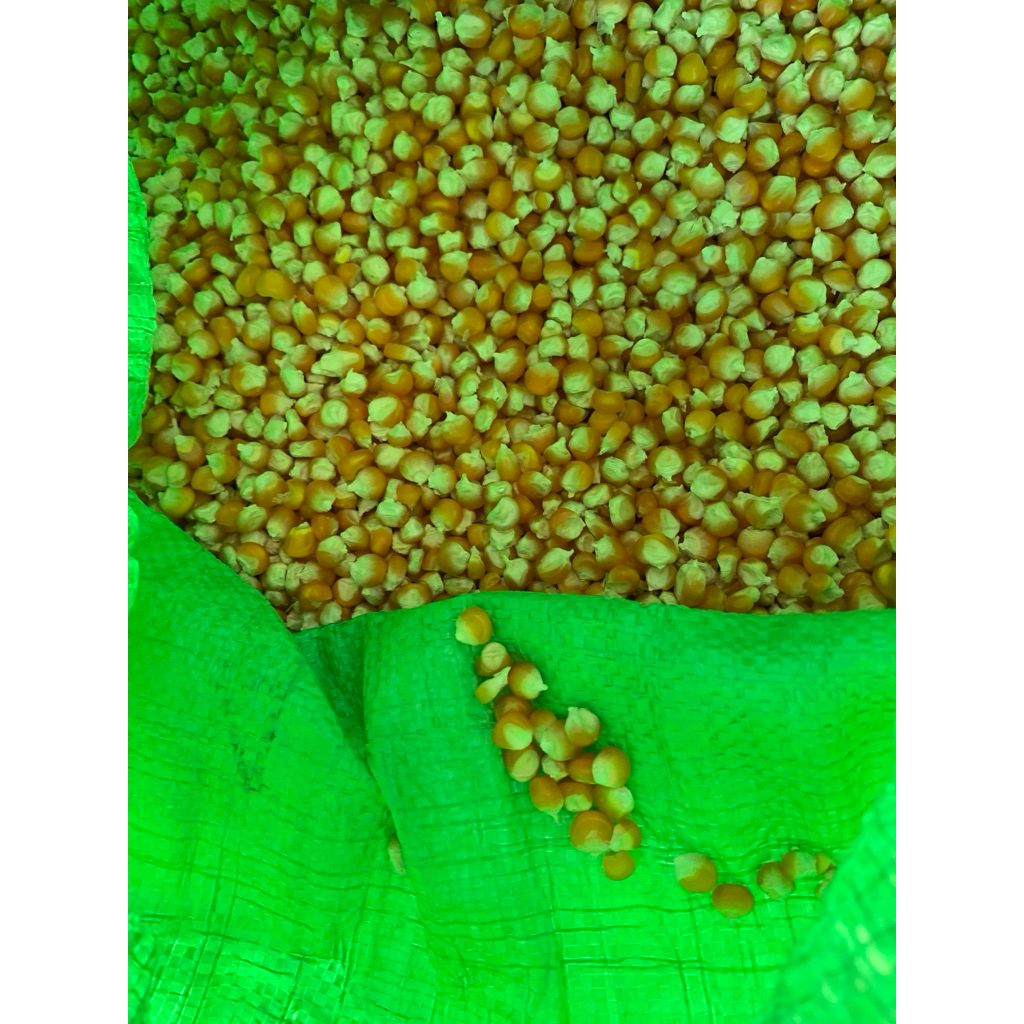 

jagung kecil 1kg pakan ternak