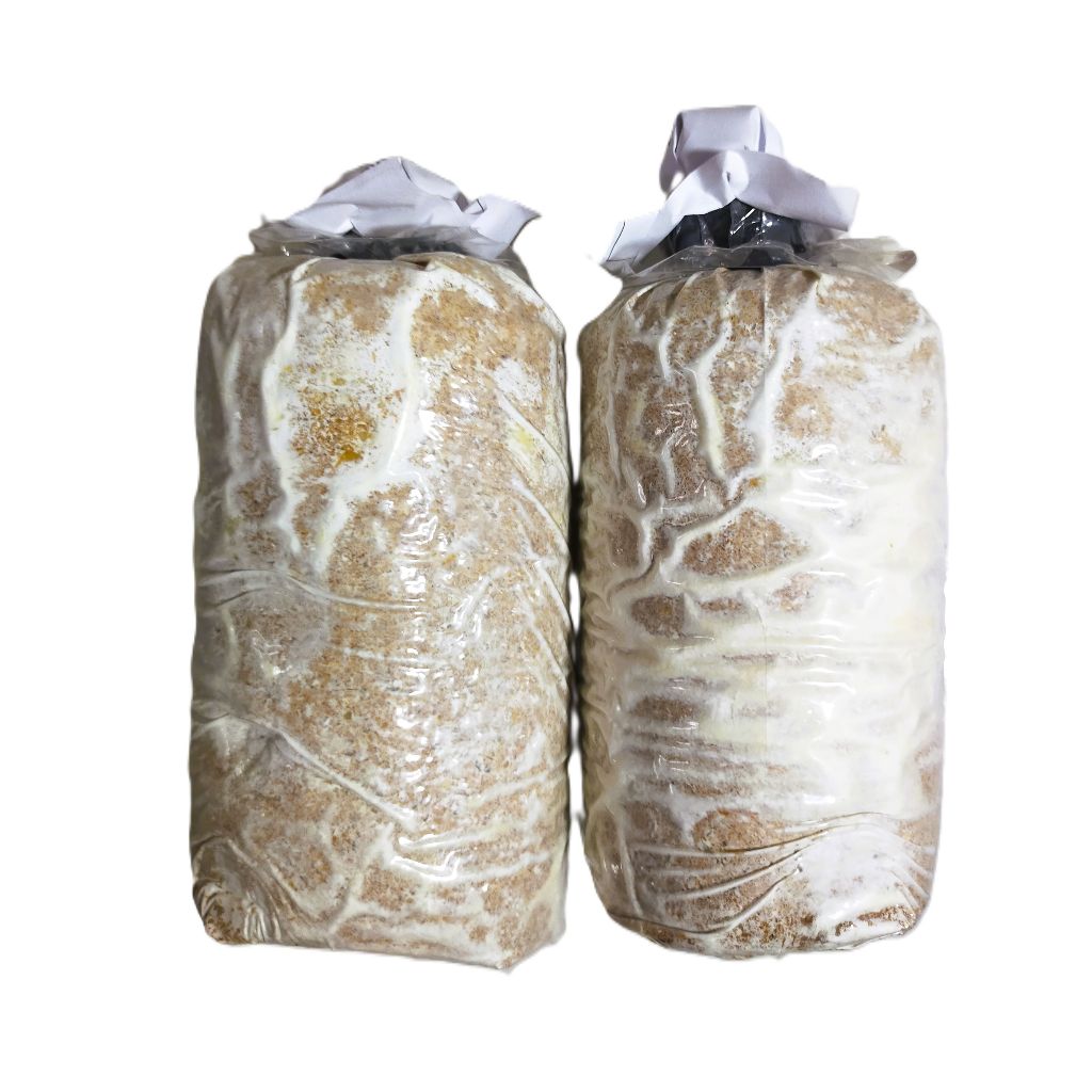 Mycota. F2 bibit jamur tiram coklat kemasan plastik (kepal)  media jagung giling plus serbuk kayu be