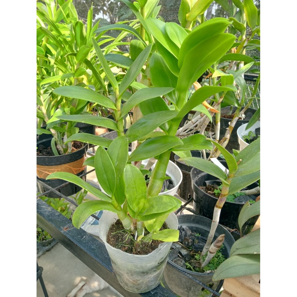 ANGGREK DENDROBIUM DEWASA PREMIUM SIAP BUNGA