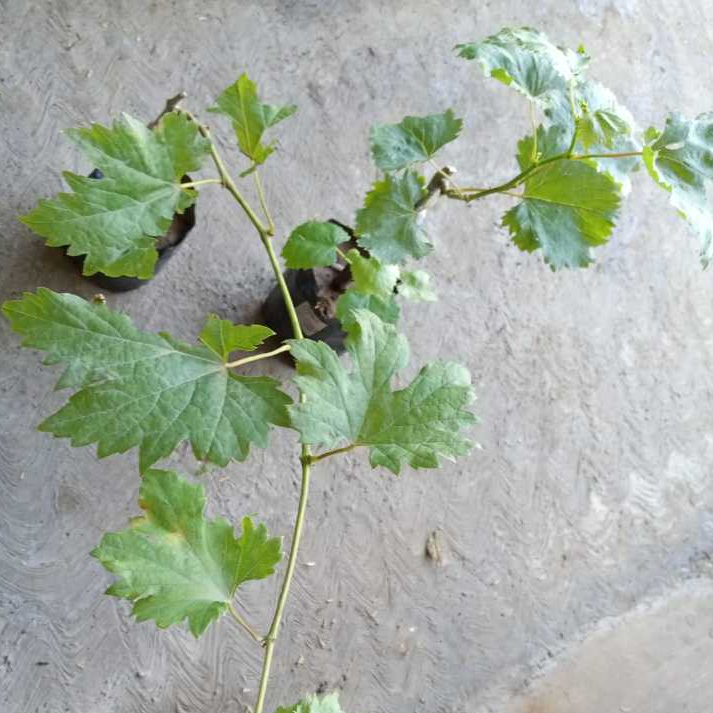 Bibit Tanaman Buah Anggur Import| Buah Anggur| Anggur Import