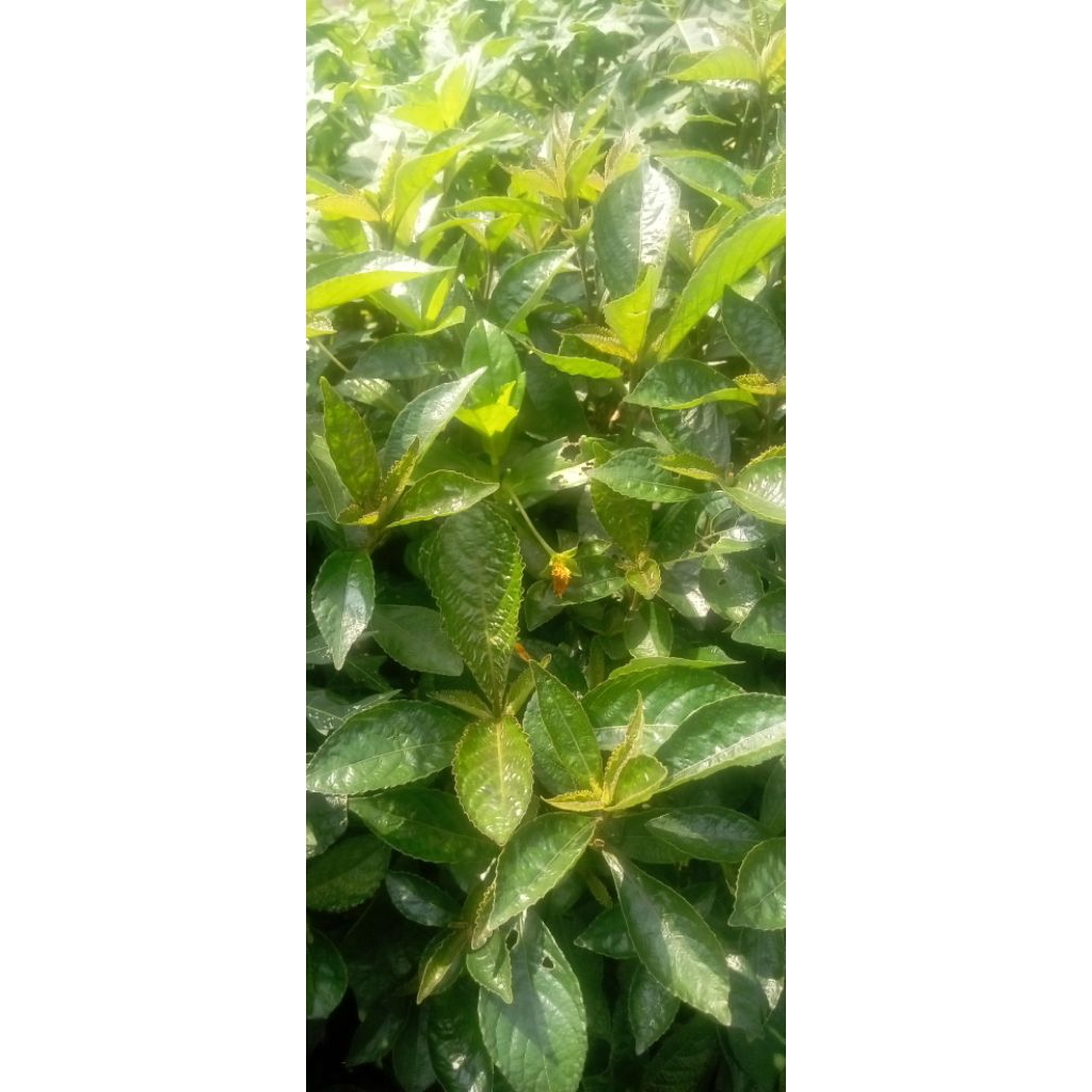 

daun Ki beling segar 300grm