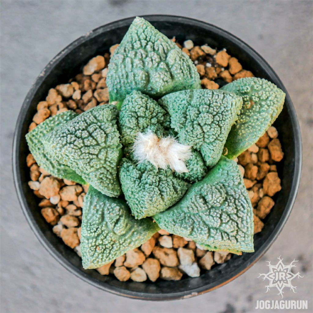 Ariocarpus Godzilla Ukuran 8cm