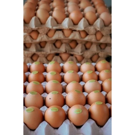 

Telur Omega Fresh/Telur Omega