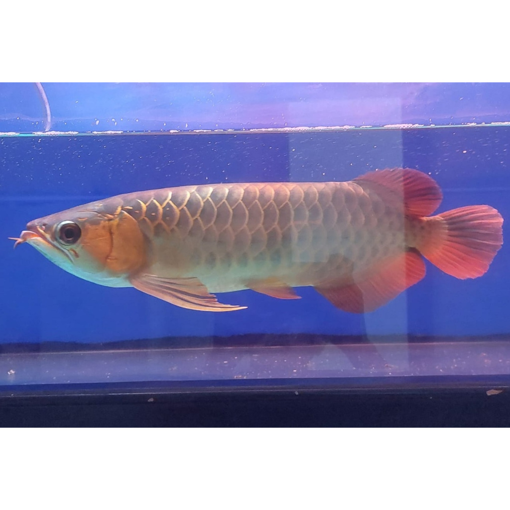 Ikan Arowana Super Red 45 cm