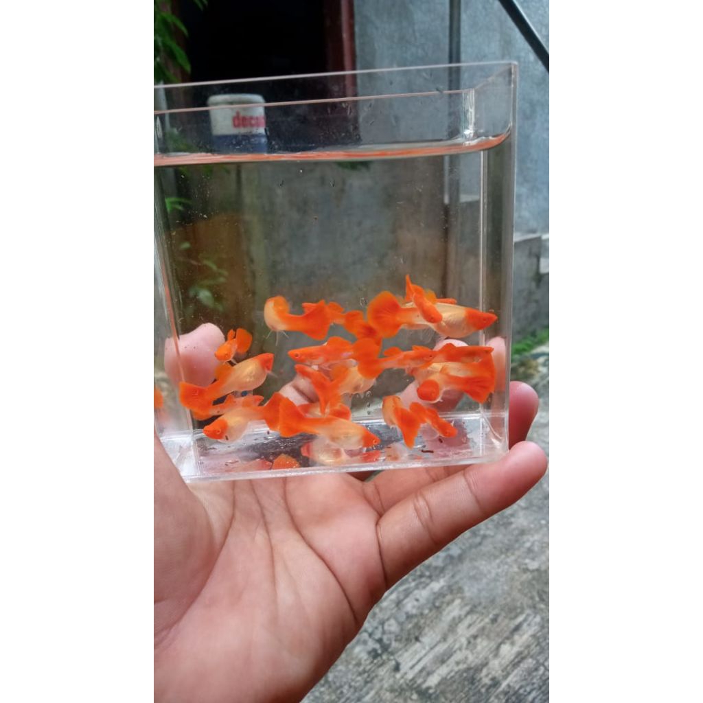 Stiker aquarium Albino Koi gen red ear - Sepasang - Jantan & Betina