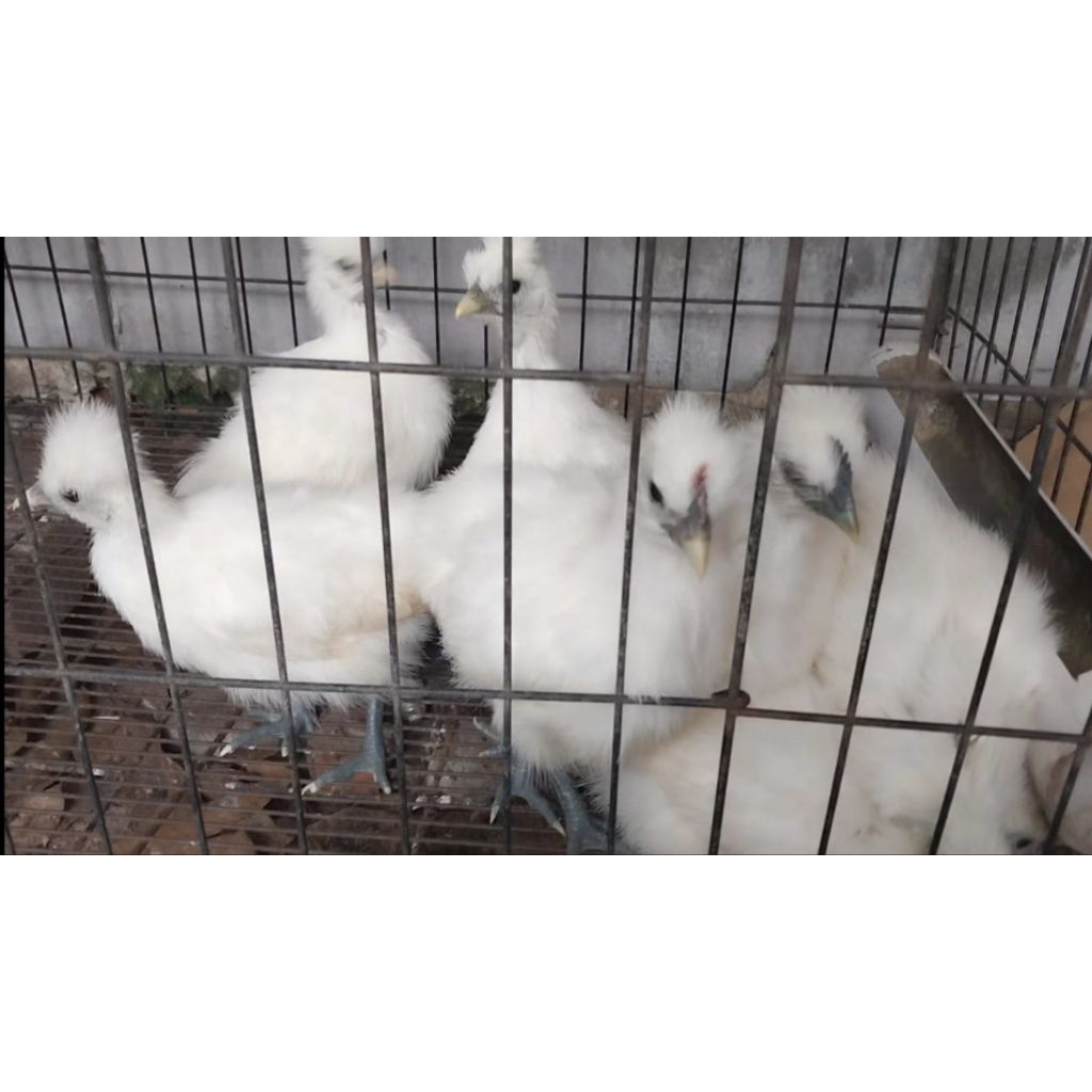 Anakan American silky/ayam.kapas