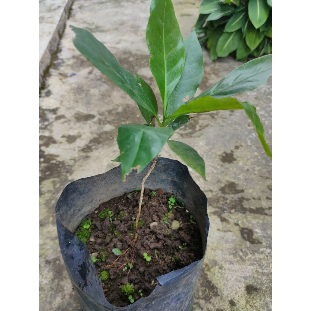Bibit kopi Arabika super