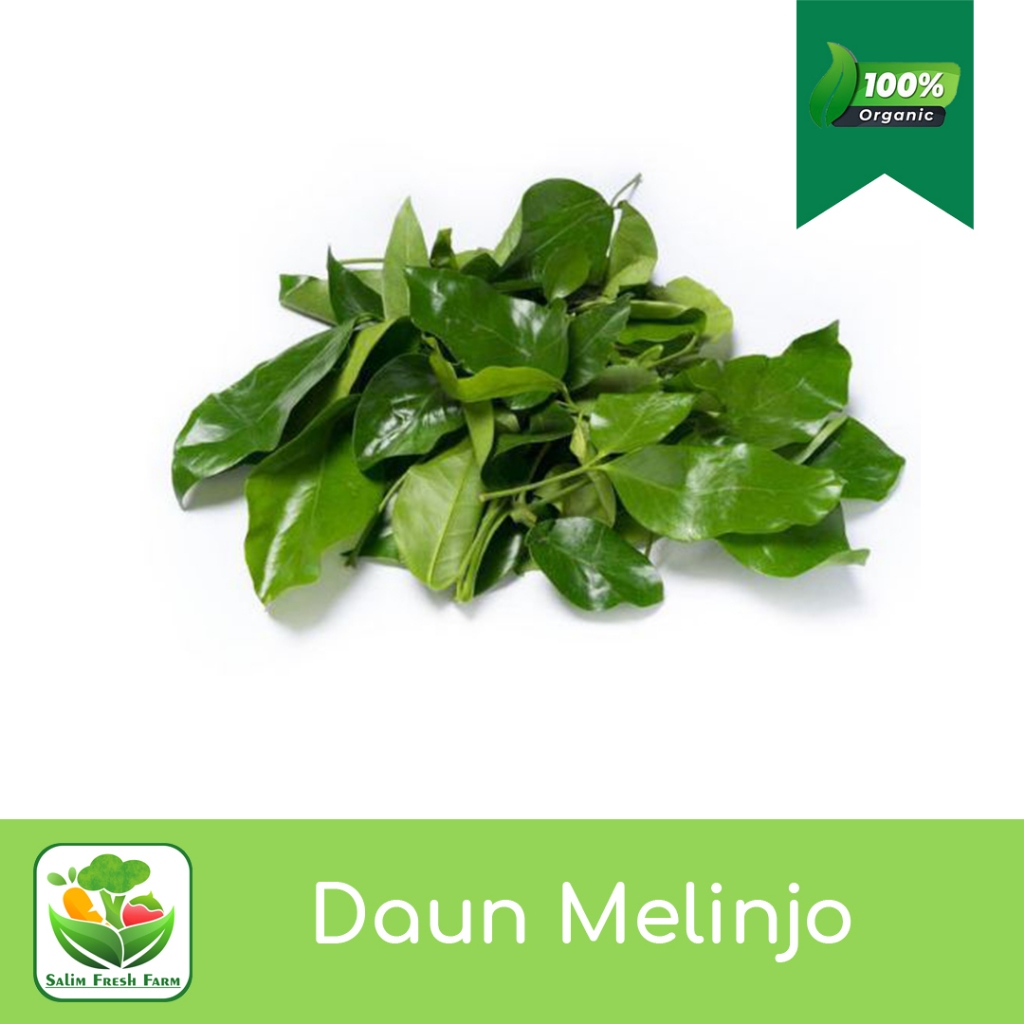 

Daun melinjo segar / Daun melinjo muda / Daun melinjo mentah
