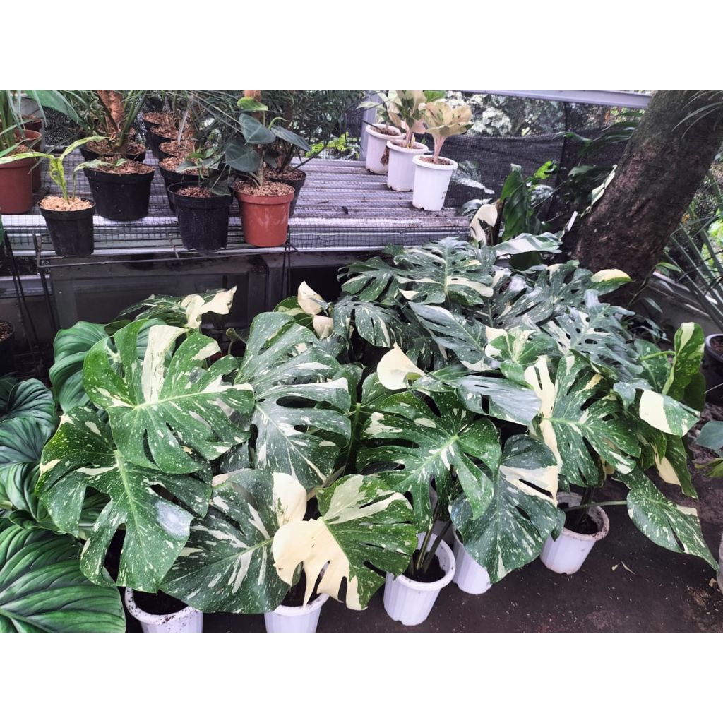 Tanaman hias monthai besar