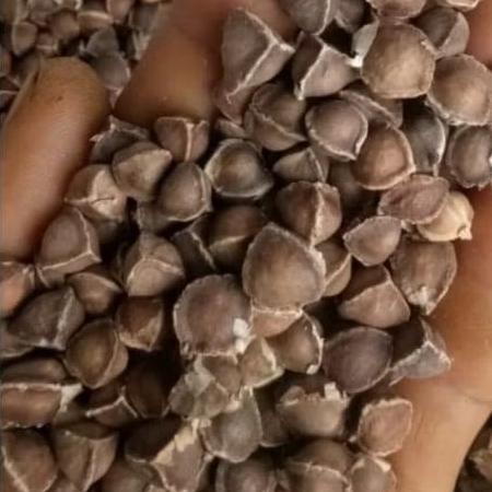 

Biji kelor 1 kg / 500gram