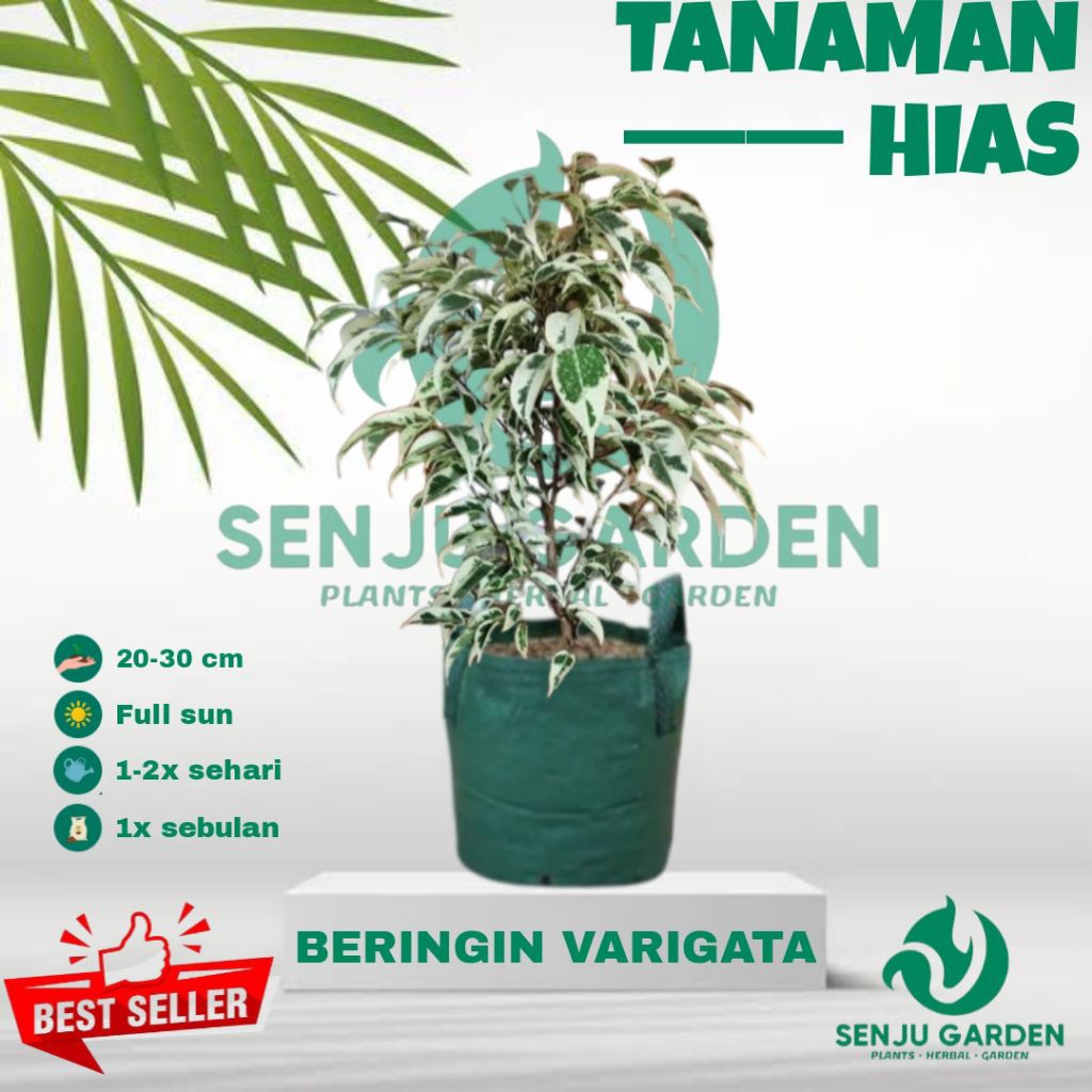 Tanaman hias beringin variegata / bibit tanamam hias hidup beringin variegata
