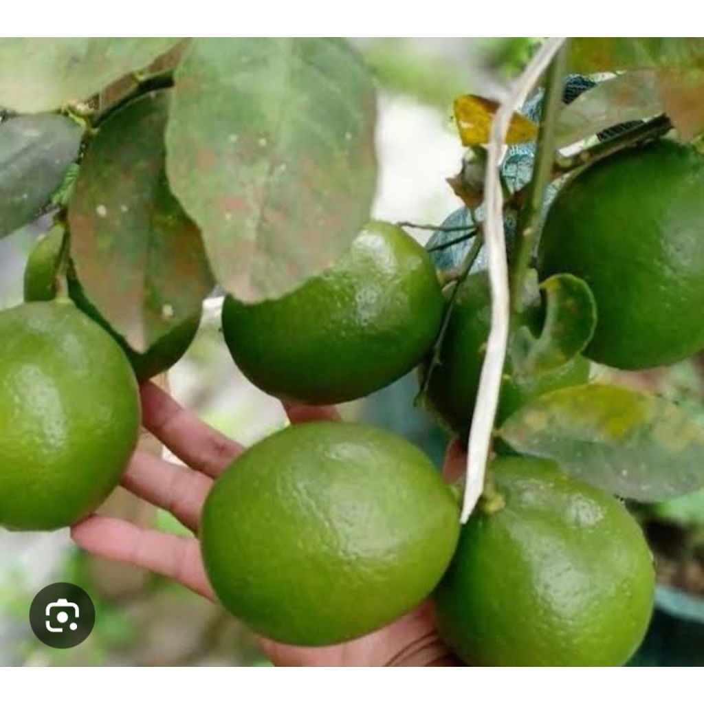 

BUAH LEMON CALIFORNIA SEGER