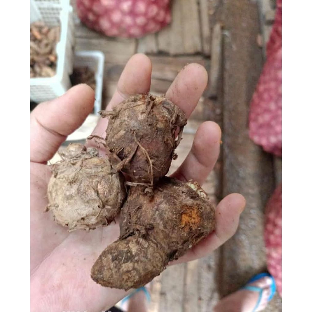 

Biang kunyit atau mpu segar dan fres 1kg