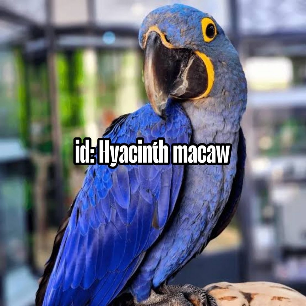 

Telur burung macaw Hyacinth blue Fertil siap ditetaskan