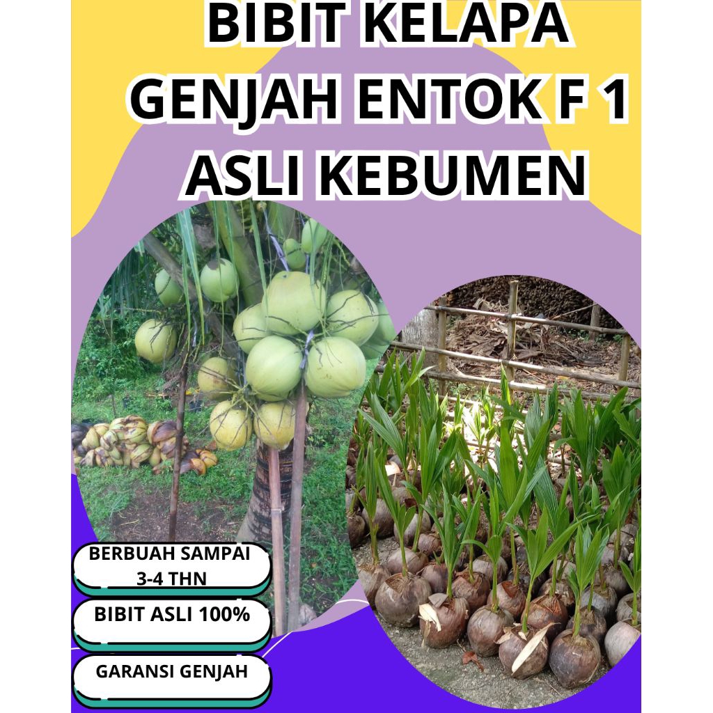 ‎SUDAH DIKUPAS  Bibit Buah Kelapa Genjah Hibrida F1