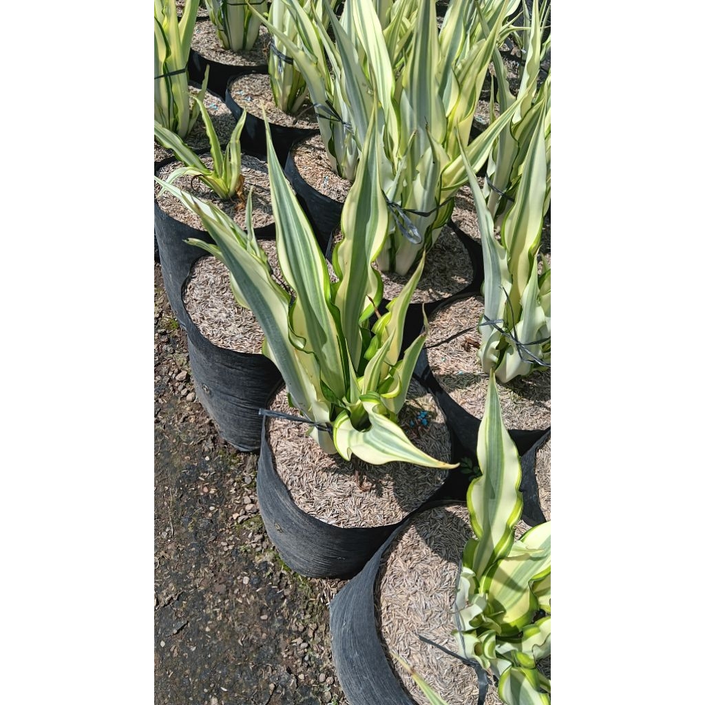 tanaman hias bunga agave gigantea/putih/varigata