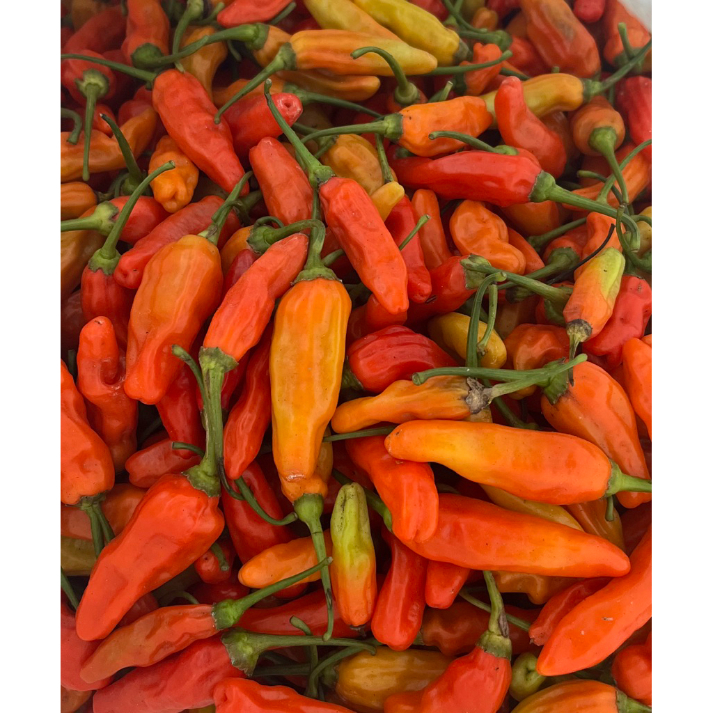 

cabai rawit merah fresh