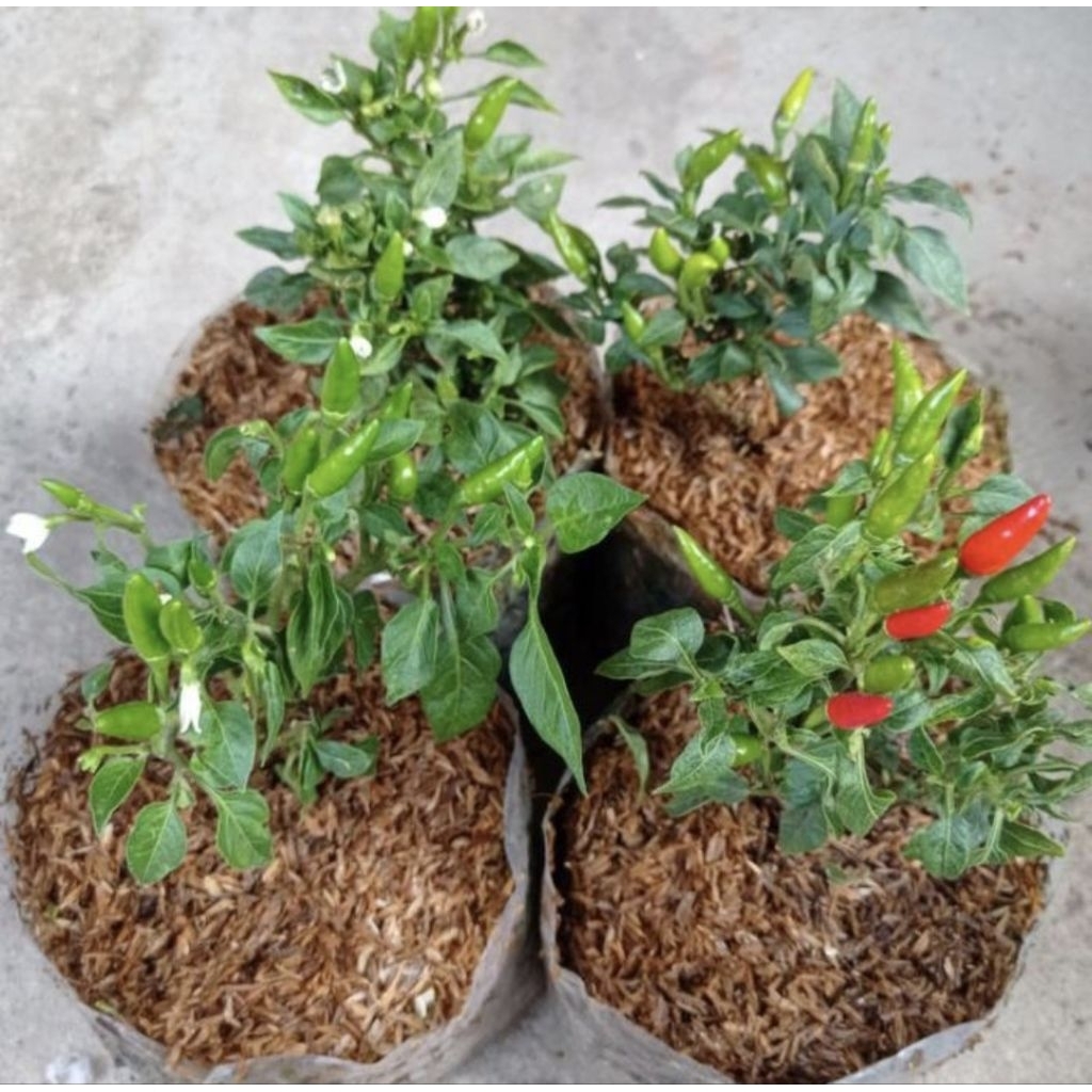 Pohon Cabai Rawit Setan / Cabai Rawit Gorengan Bibit Tanaman Pohon Cabai